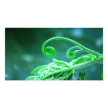 curl is a picture of a squash vine. photographic print