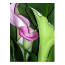 "Curvy Calla Lily" Post Card