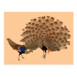 Customizable Vintage Asian Peacocks Postcard