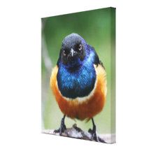 Cute and Curious Royal Starling Bird Photo Stretched Canvas Print