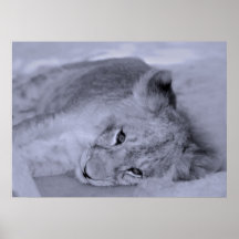 Cute baby lion cub poster