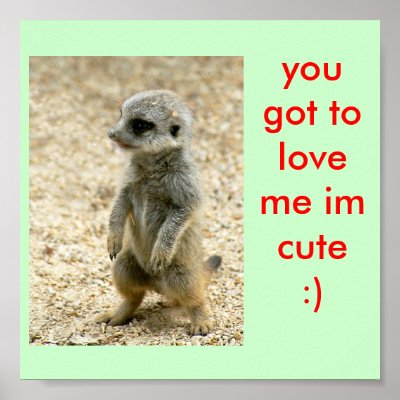 Cute Babies Posters on Cute Baby Meerkat Poster On Zazzle Co Nz