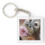 Cute Baby Orangutan Kiss key chains