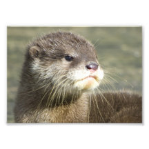 Cute Baby Otter Photo