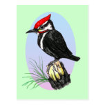 Cute Baby Woodpecker Postcard