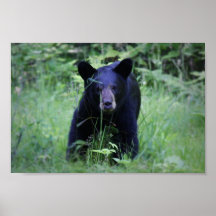Cute Black Bear Cub Running In Green Grass Posters