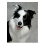 Cute Border Collie Photo Portrait Postcard