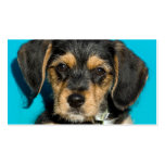 Cute Borkie Puppy business cards