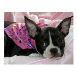 Cute Boston Terrier Puppy Postcard