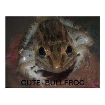 CUTE BULLFROG POST CARD
