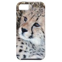Cute Cheetah Cub Photo