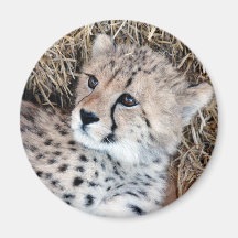 Cute Cheetah Cub Photo Magnets