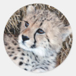 Cute Cheetah Cub Photo Round Sticker