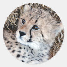 Cute Cheetah Cub Photo Round Sticker