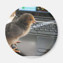 cute chicks magnet