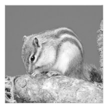 Cute Chipmunk. Announcements