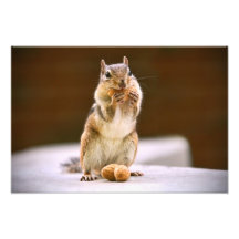Cute Chipmunk Eating a Peanut Art Photo