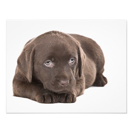 Cute Chocolate Labrador Puppy Custom Announcement