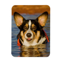 Cute Corgi Rectangular Magnets