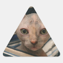 Cute curios sphynx kitten triangle stickers