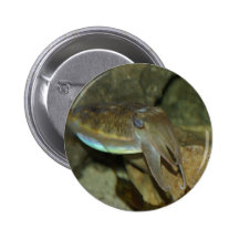 Cute Cuttlefish Pinback Buttons