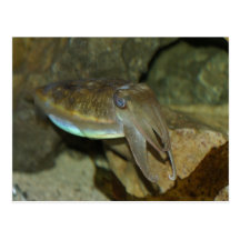 Cute Cuttlefish Post Card