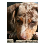 Cute Daschund Puppy Postcard