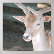 Cute Deer Poster