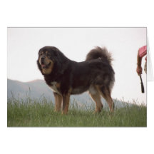 Cute Dog in Grass Greeting Cards