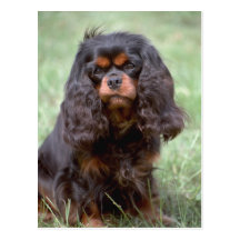 Cute Dog with curls Post Card