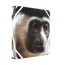 Cute Gibbon Canvas Print