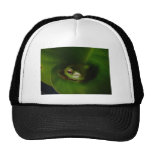 Cute Green Candid Frog Hiding In The Leaves Hat