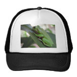 Cute Green Candid Frog On The Leave Hat