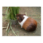 Cute Guinea Pig Postcards