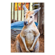 Cute Kangaroo Photographic Print