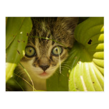 Cute kitten postcard
