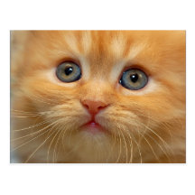 Cute kitten postcards