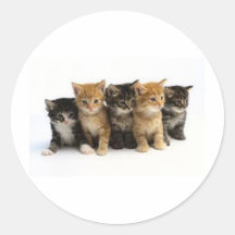 cute kittens round stickers
