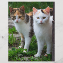 Cute Kitty Cat Couple Custom Flyer