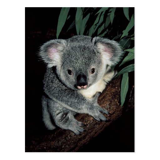 Cute Koala Bear Postcards