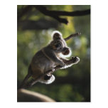 Cute Koala Climbing Post Card