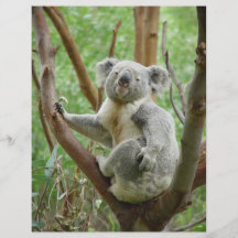 Cute Koala Flyer