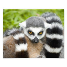 Cute Lemur Stripey Tail Art Photo