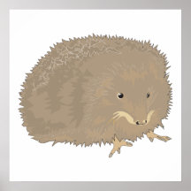 cute little brown hedgehog posters