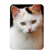 Cute Little Kitten Rectangular Magnets
