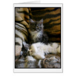 Cute Maine Coon kittens greeting card