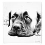 Cute Mastiff dog Photograph