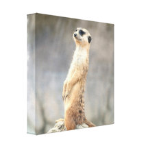 Cute Meerkat  Canvas Print