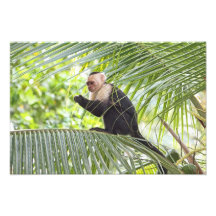 Cute Monkey on a Palm Tree Photo Print