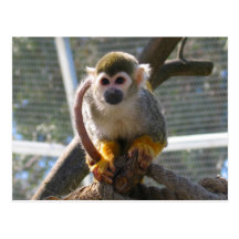 Cute Monkey Post Cards